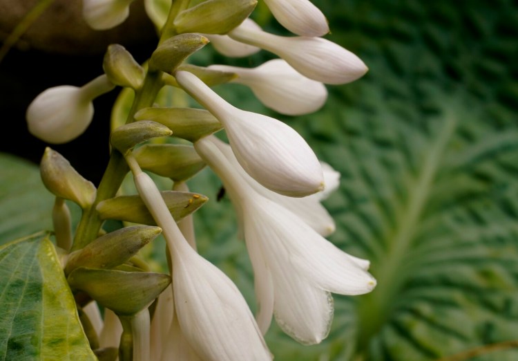 Hota bloom in columnist Tom Atwell's Cape Elizabeth garden last summer, one of the many pleasures the Atwell's garden afforded during a challenging year. 