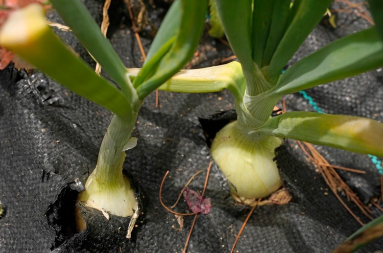 CAPE ELIZABETH, ME - JULY 10: Developing onions in Tom Atwell's garden in Cape Elizabeth on Friday, July 10, 2020. (Staff Photo by Gregory Rec/Staff Photographer)