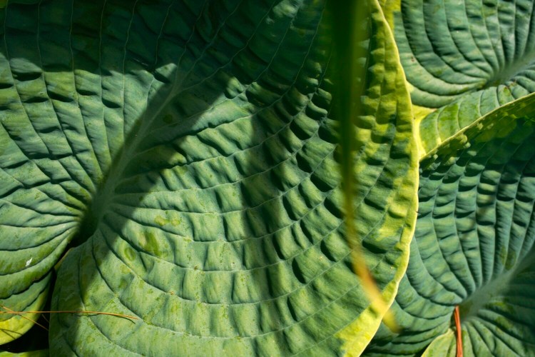 Sunlight and shadow on a hosta leaf in columnist Tom Atwell's Cape Elizabeth garden in 2020. As you can see, the hosta looks beautiful in summer and fall, but over snowless winters, the spot is brown and bare. Atwell may add a second red-leaved ‘Midnight Ruby’ rhododendron there to address the problem. 