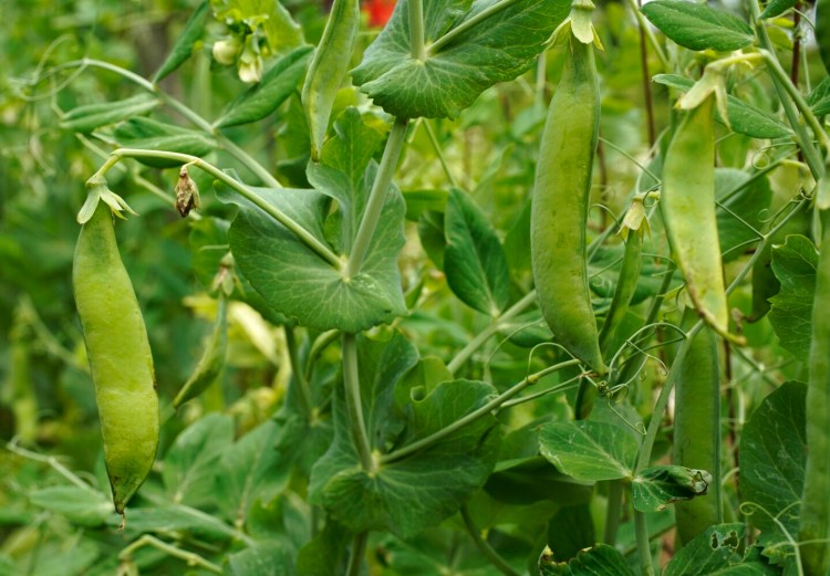 Abundant pea pods in columnist Tom Atwell's garden in July, 2020. When Atwell was a boy, his uncle used to say, plant peas on Patriots' Day in order to harvest them for July 4. 