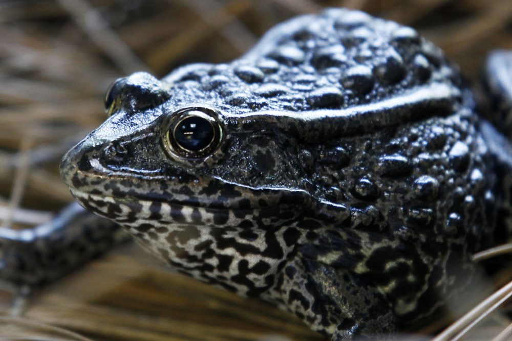 Endangered_Species_54882