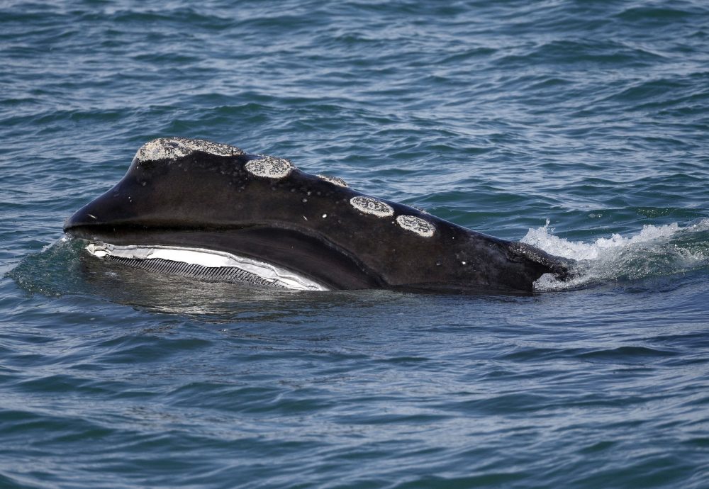 Right_Whale_Deaths_63352