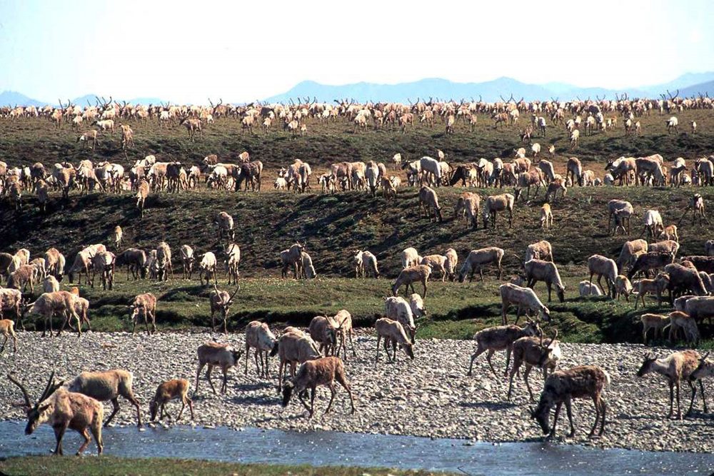 Alaska_Refuge-Lawsuits_04333