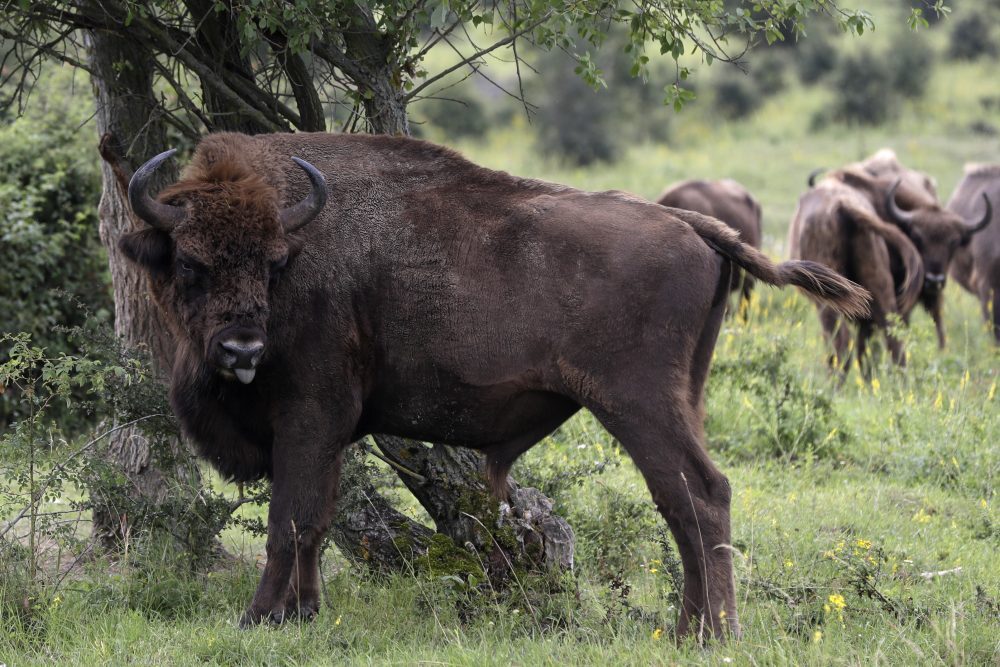 Czech_Republic_Wildlife_Sanctuary_17758
