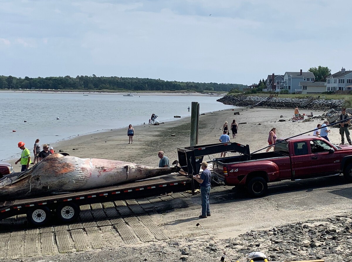 Minke whale in Saco Bay