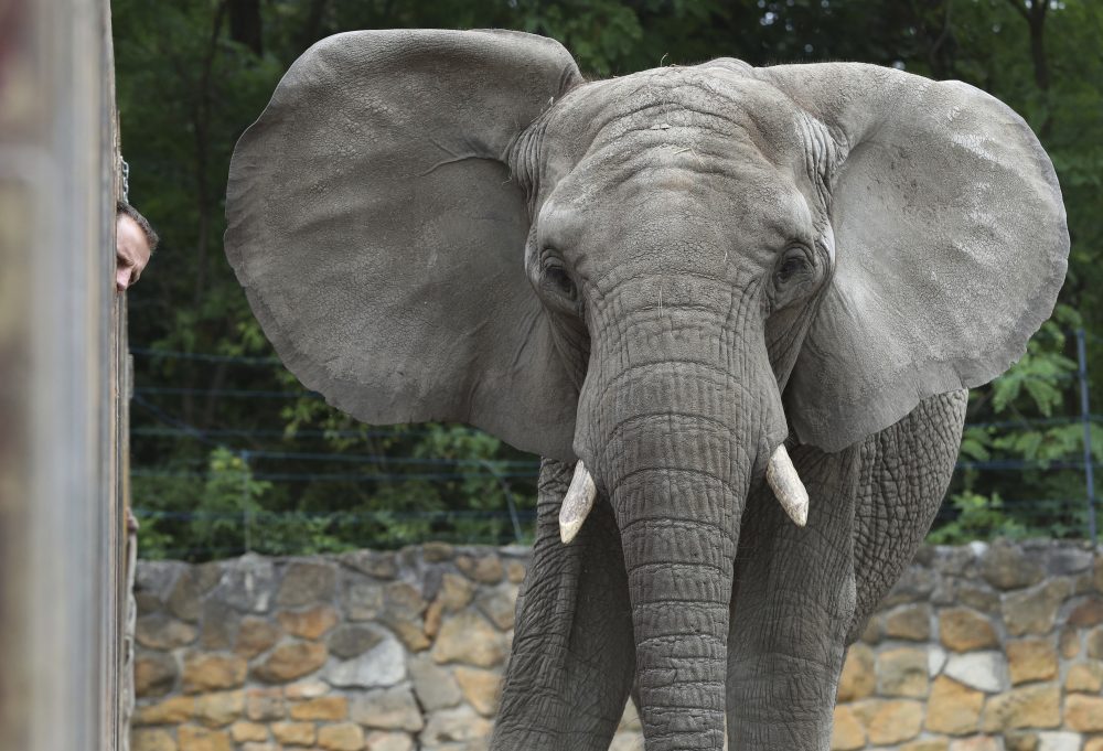 Poland_Elephants_Hemp_Oil_74658