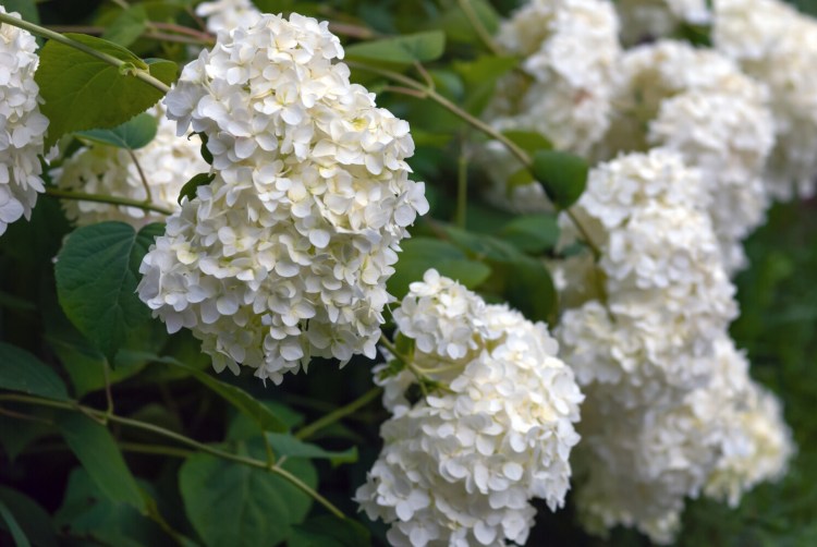 Hydrangea arborescens