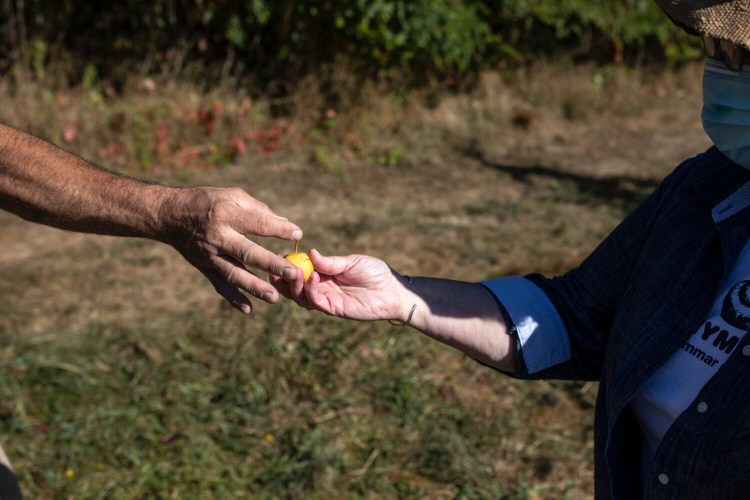 A Gorham orchard owner blamed last year's drought for his undersized Asian pears, pictured here, as well as the smaller than usual apple harvest. Maine has experienced drought in three of the last five growing seasons. 