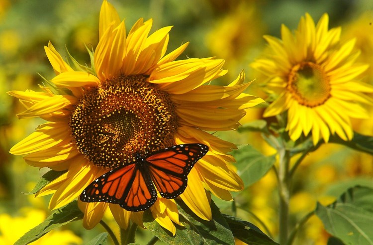 Sunflowers are among plants that attract pollinators, according to field trials by Wood Prairie Farm in Aroostook County. 