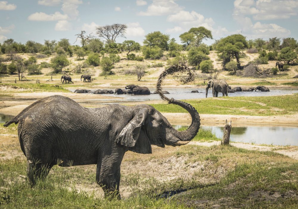 Elephant_Grandfathers_83259