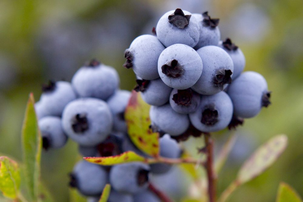 Maine_Blueberries_33010