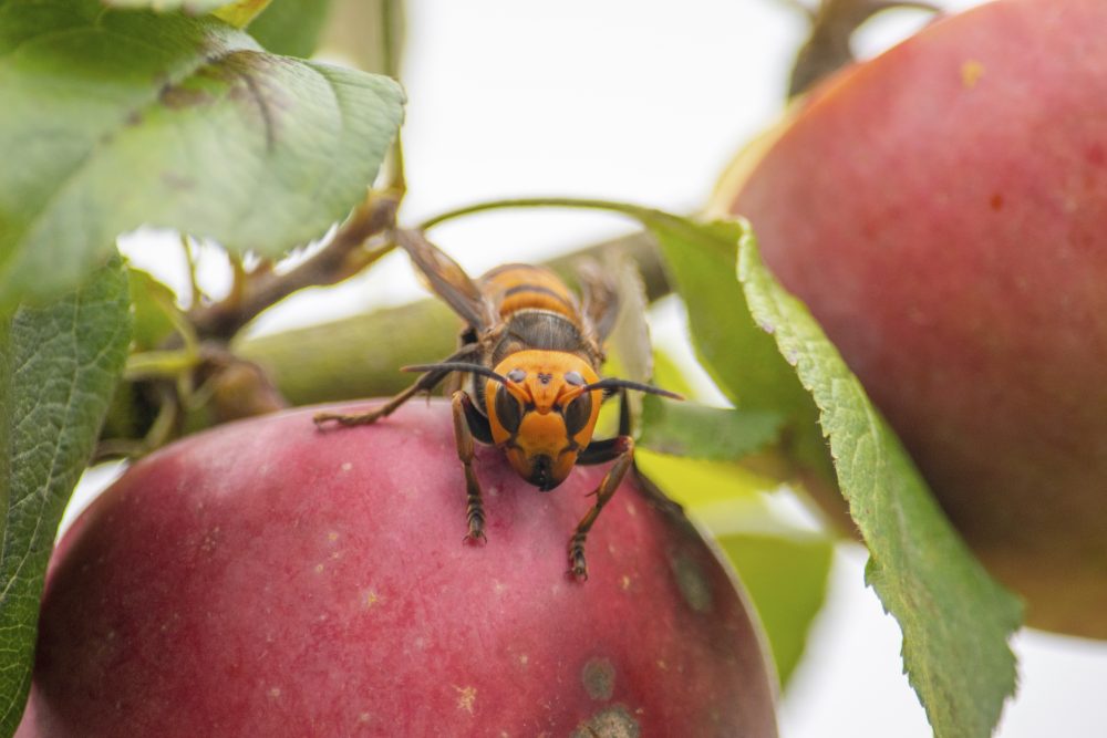 Asian_Hornet_86641