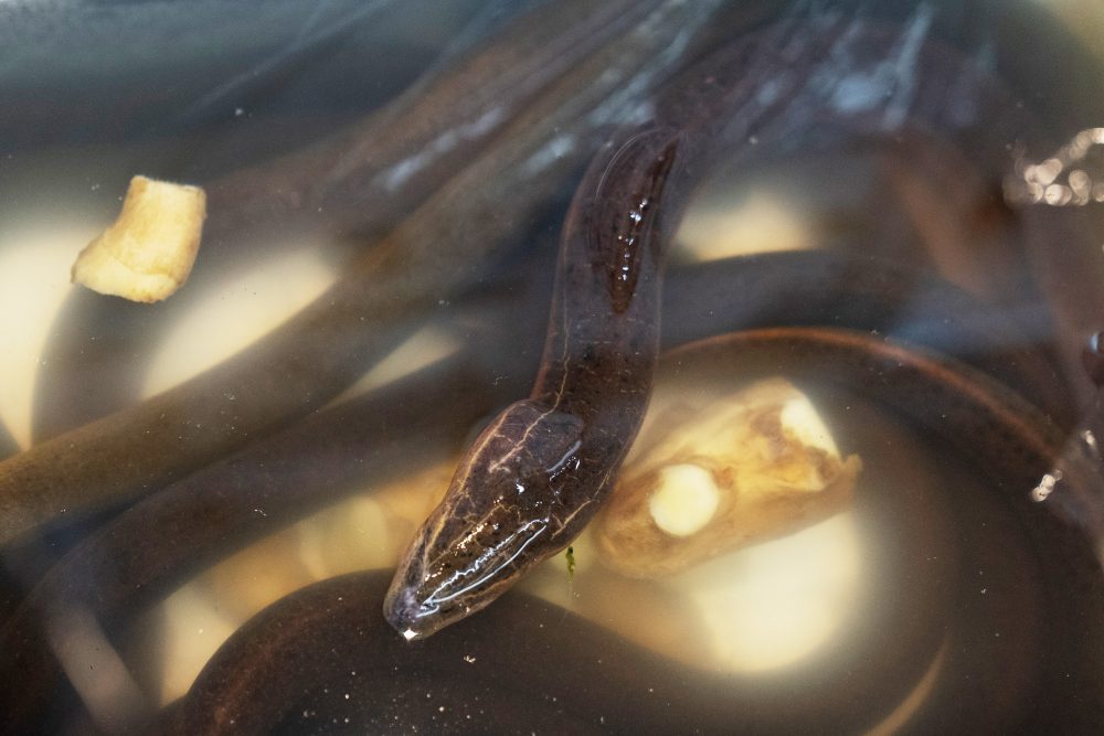 Asian_Swamp_Eels_37390