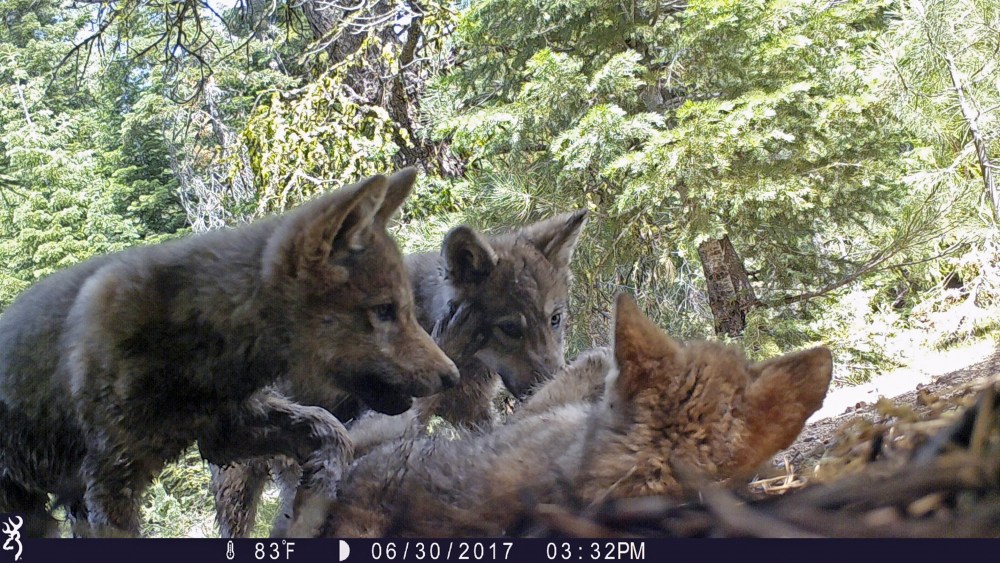 Gray_Wolves-Endangered_52763