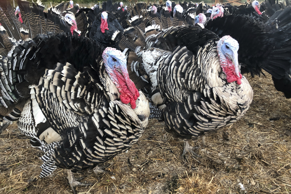 Thanksgiving_Turkey_Plans_73940