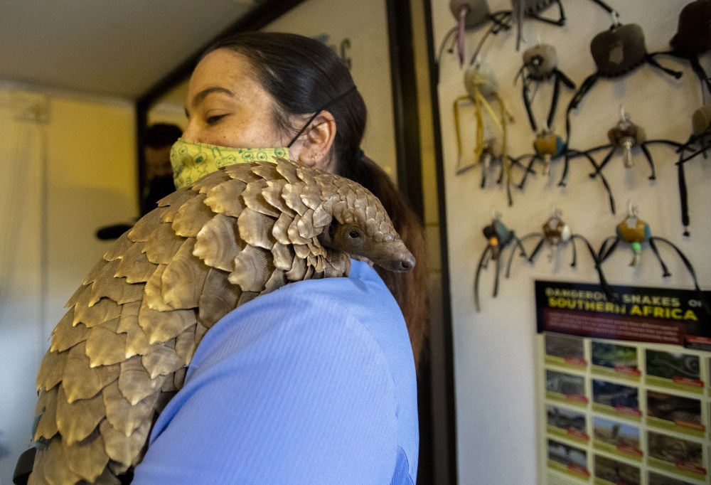 South_Africa_One_Good_Thing-Pangolin_Clinic_10678