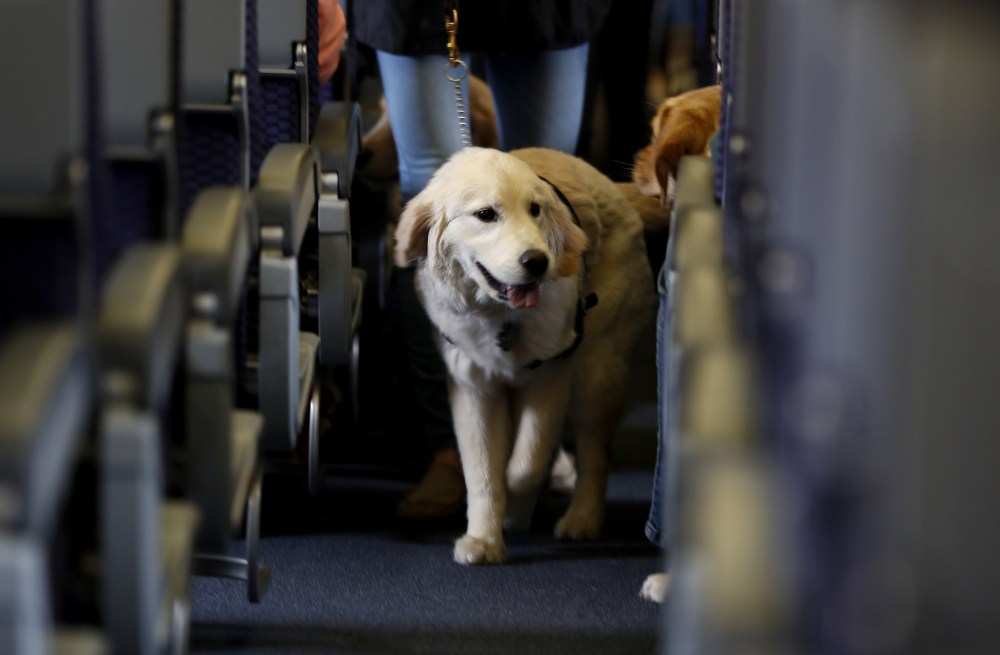 Airlines_Service_Animals_46701