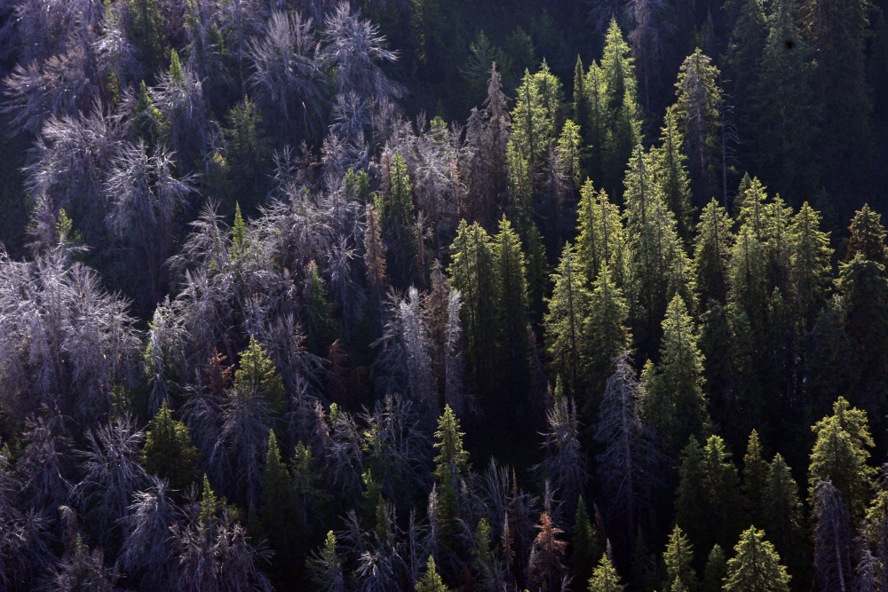 Threatened_Pine_Tree_Grizzlies_00427