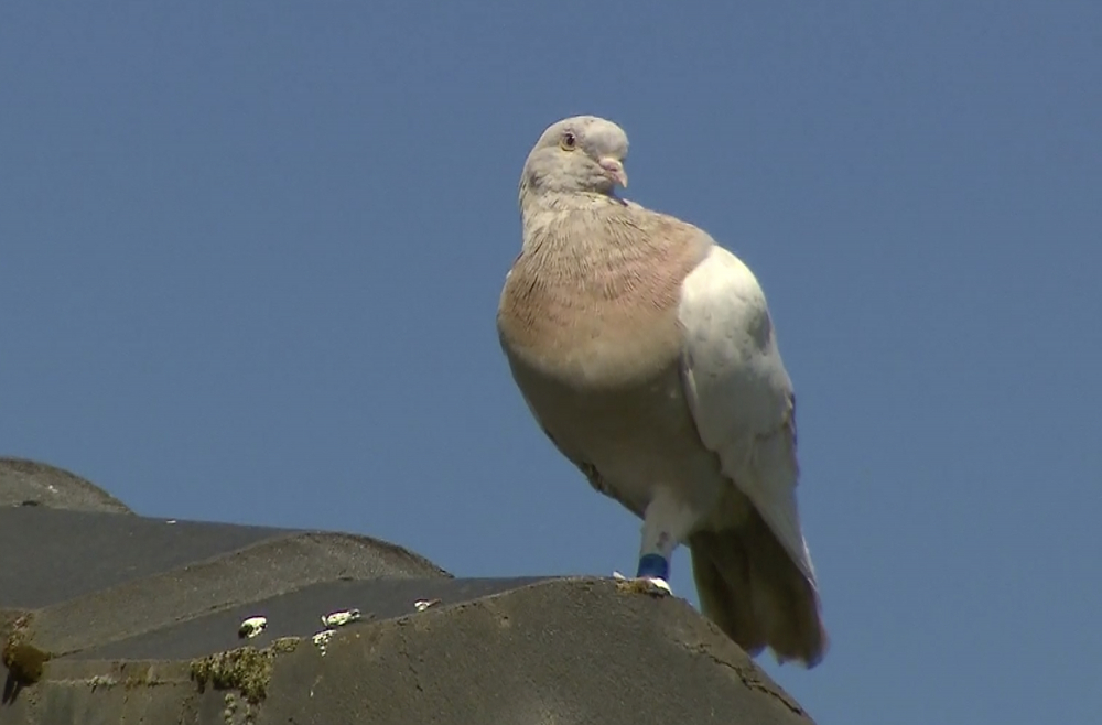 Australia_Pigeon_53586