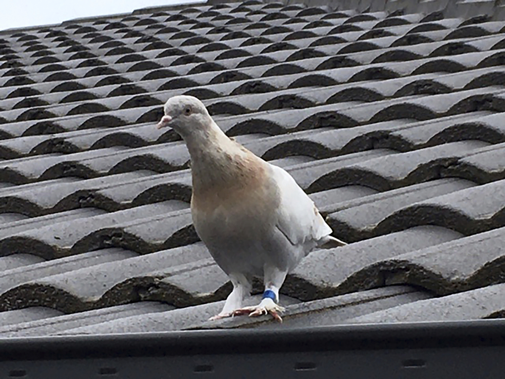 Australia_Trans-Pacific_Pigeon_26920