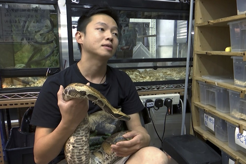 Hong_Kong_Snake_Catcher_37485