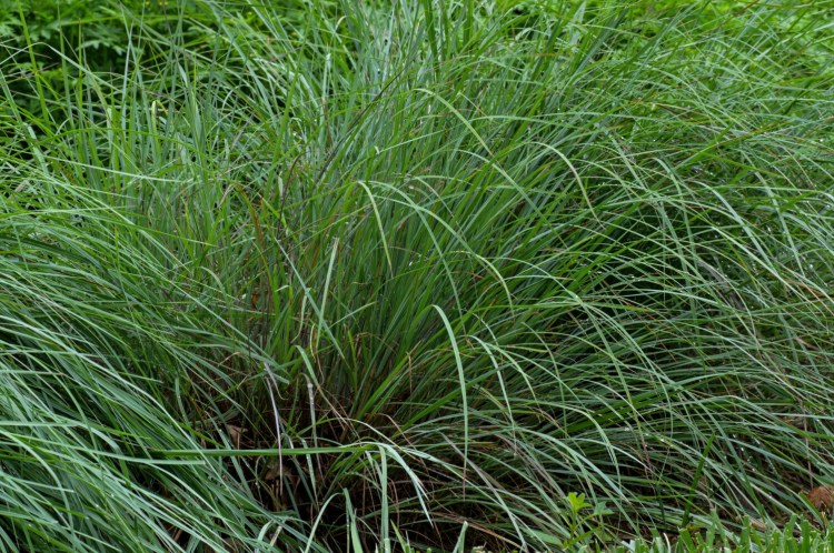 Don't give up on Little Bluestem, a short ornamental grass native to most of the U.S and Canada. It only flops when overwatered and overfed. It likes garden environments that mimic the dry, infertile soils it prefers in in the wild.