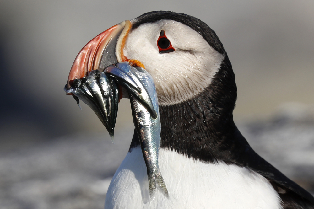 Puffin_Rebound_29234