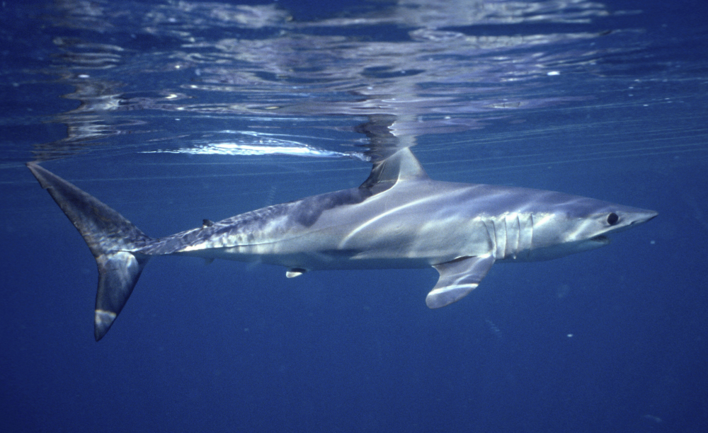Shark_Decline_57805