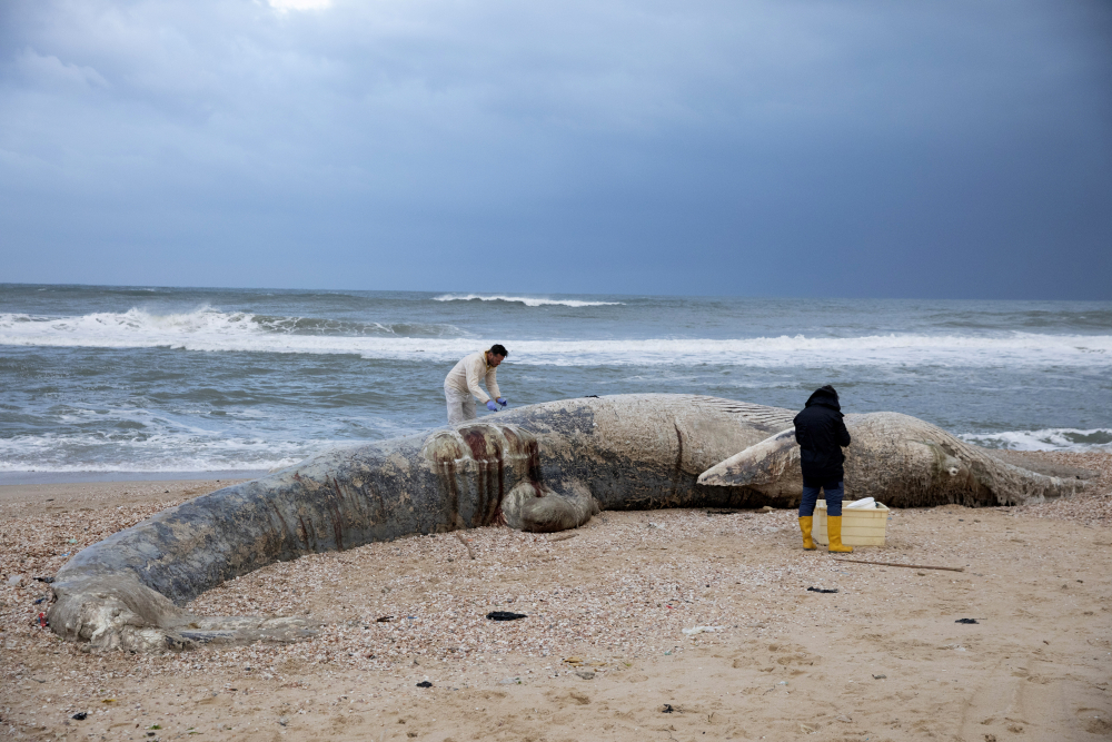 Israel_Whale_09852