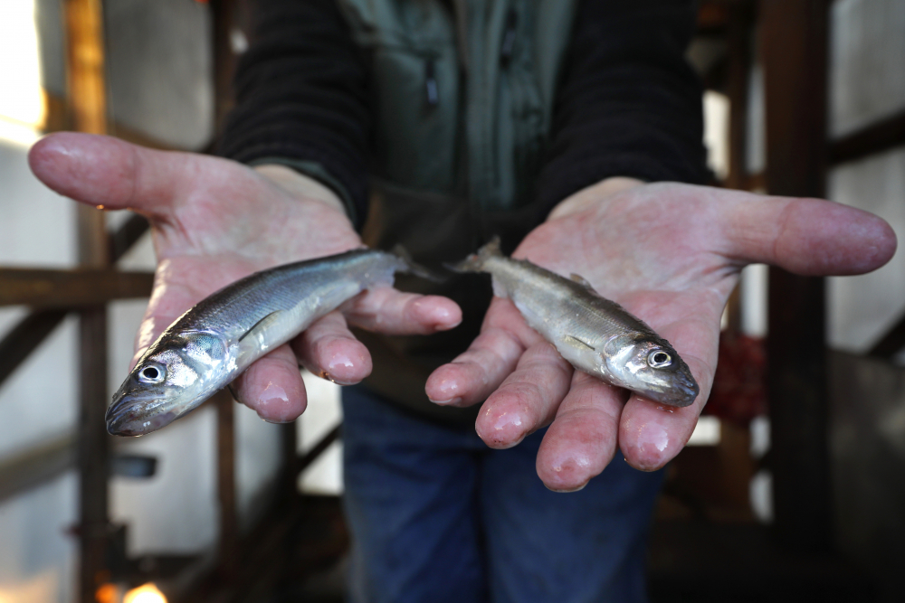 Smelts_Lack_Of_Ice_80764