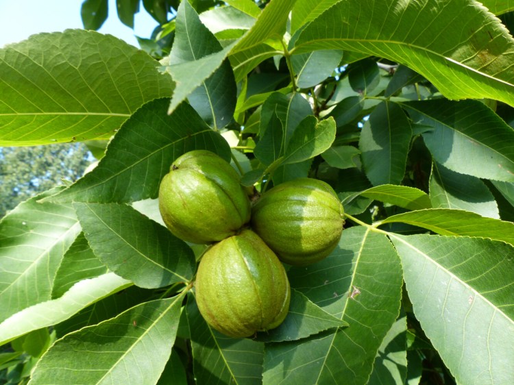 Native hickories are among the wild plants that work on two levels in your yard, both as fruit and landscape plant.