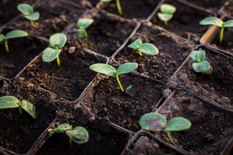 Cucumber seedlings. Cucumber seeds, if stored properly, can be viable for up to ten years. 