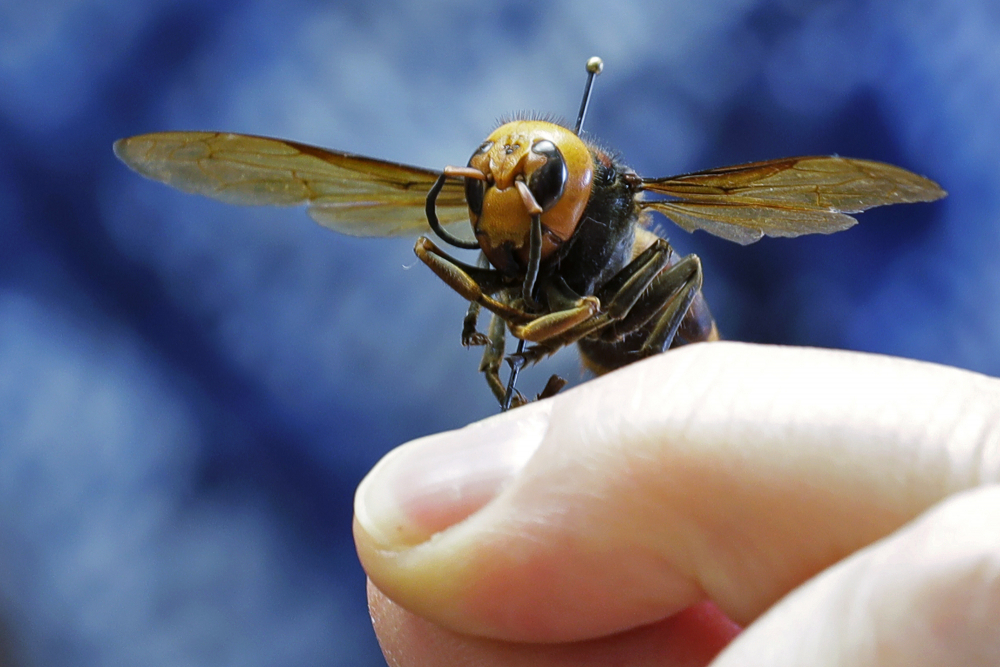 Murder_Hornets_45426