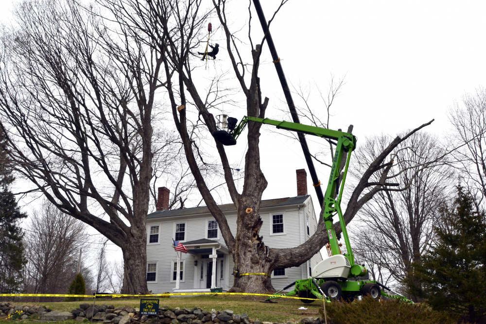 Big_Tree_No_More_02944