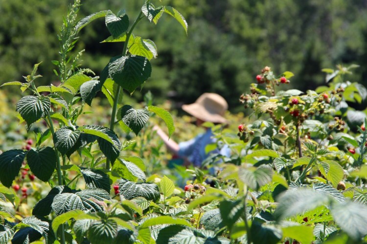 Raspberry picking -- the reward for growing them.