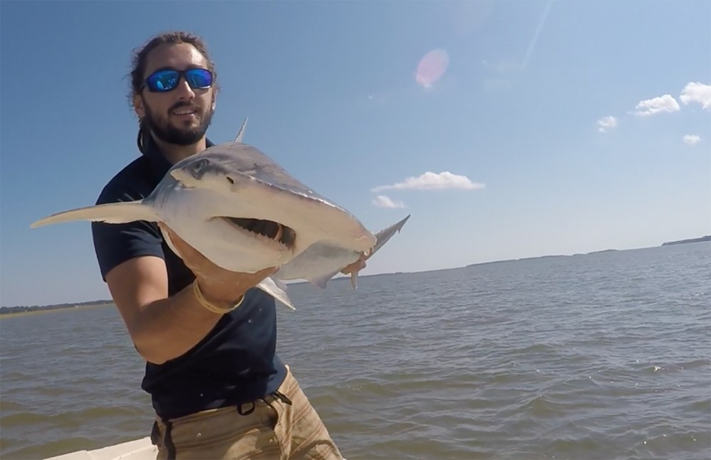 GPS_For_Sharks_91445