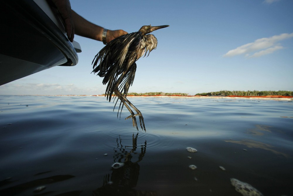 Trump-Bird_Deaths_10759