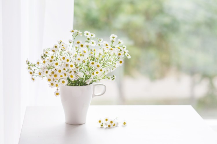 Cut flowers are one of life's pleasures.