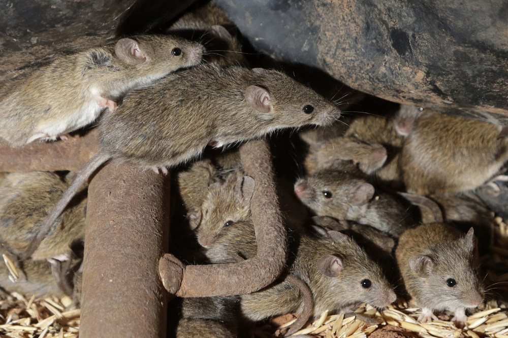 Australia_Mice_Plague_73352
