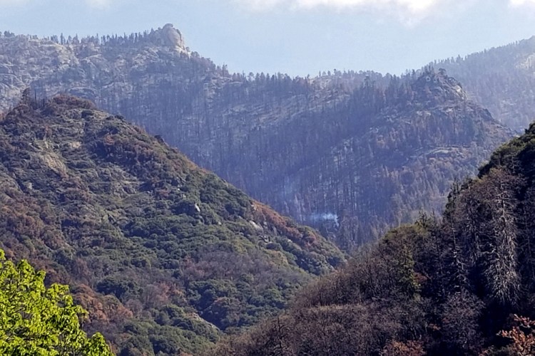 A smoldering tree in Sequoia National Park, Calif. is shown on April 22. The giant sequoia was found smoldering and smoking in an area of the park burned by the 2020 Castle Fire. 