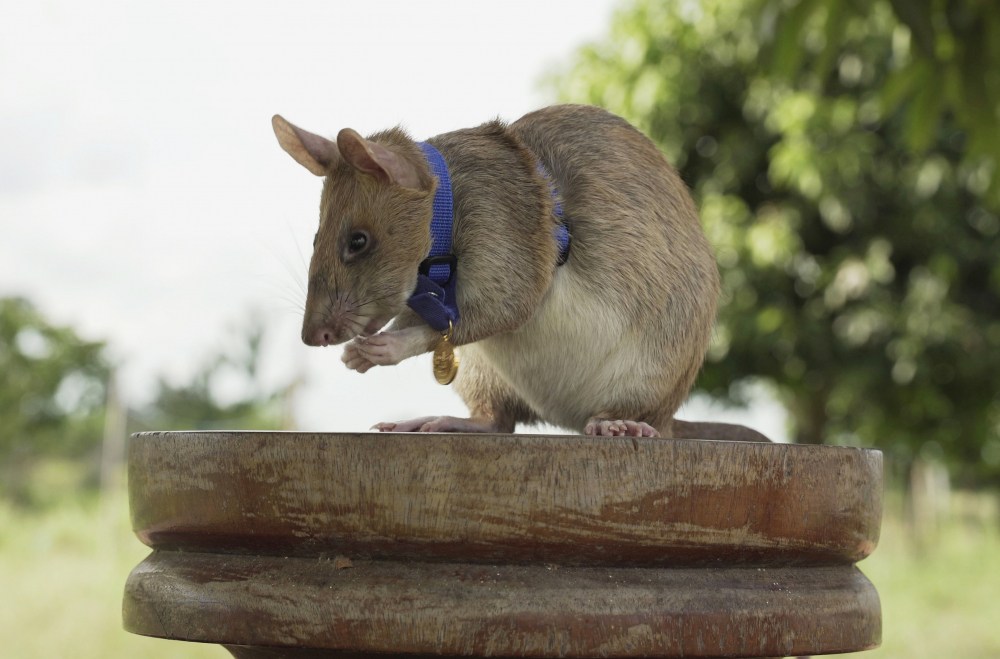 Cambodia_Rat_Hero_Retires_03685
