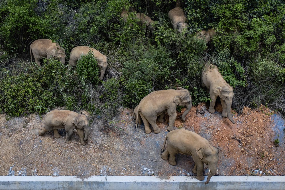 China_Wandering_Elephants_64051