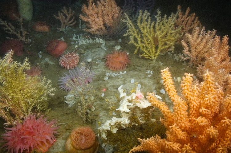 This dense, multi-species deep-sea coral garden was found 200 meters below sea level in a federally funded survey of the Gulf of Maine in 2014. New England regulators have voted to allow lobster fishing in proposed deep-sea coral protection zones, including two heavily fished areas off Down East Maine. 