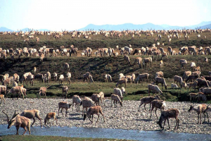 Explainer_Arctic_Refuge_Drilling_36561