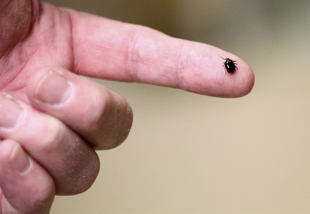 Ticks_Are_Back_45512