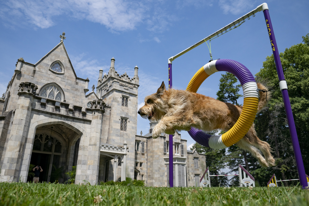 Westminster_Dog_Show_33410