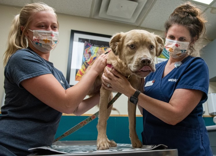 VCA Lewiston Animal Hospital veterinary assistant Ashlynn Foss, left and Technician Supervisor Sonja Harris examine Harley at the facility Friday afternoon on Stetson Road in Lewiston.