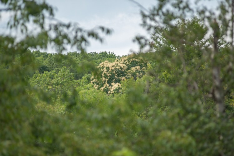 The blooms of the American chestnut tree in Hebron peak out from other foliage. Nestled in the woods of Hebron, the largest known American chestnut tree in Maine stands proudly on Ann Siekman and Roger Crockett's property.