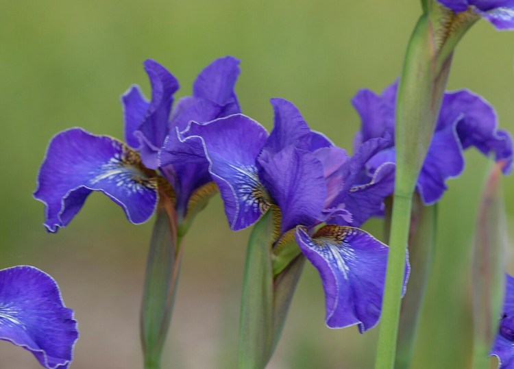 Doug Jones/staff photographer:
Tuesday, June 10,  2008: "Ever Again" a Currier McEwen, Siberian Iris Mogan Award winner, named for its reblooming ability. It's termed a "preferential bloomer", because its second bloom is better than the first.