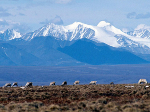 Arctic Refuge Alaska